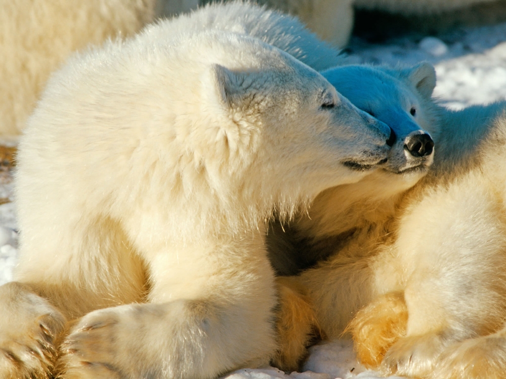 Polar Bears In Love for 1024 x 768 resolution