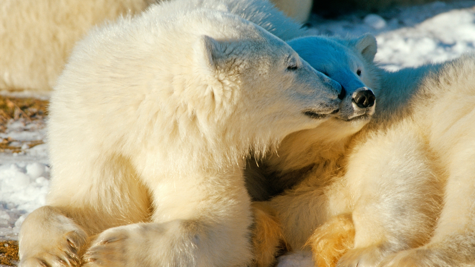 Polar Bears In Love for 1536 x 864 HDTV resolution