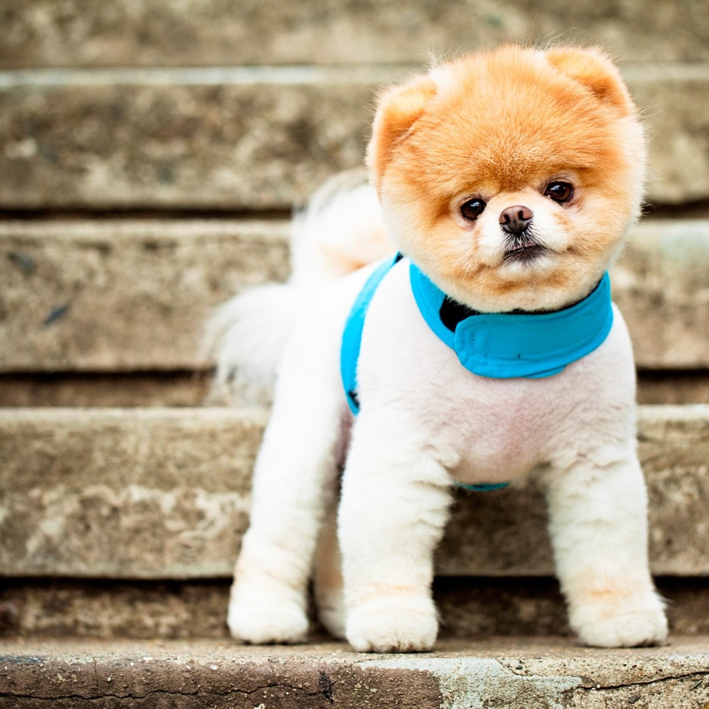 Pomeranian Puppy for 1024 x 1024 iPad resolution