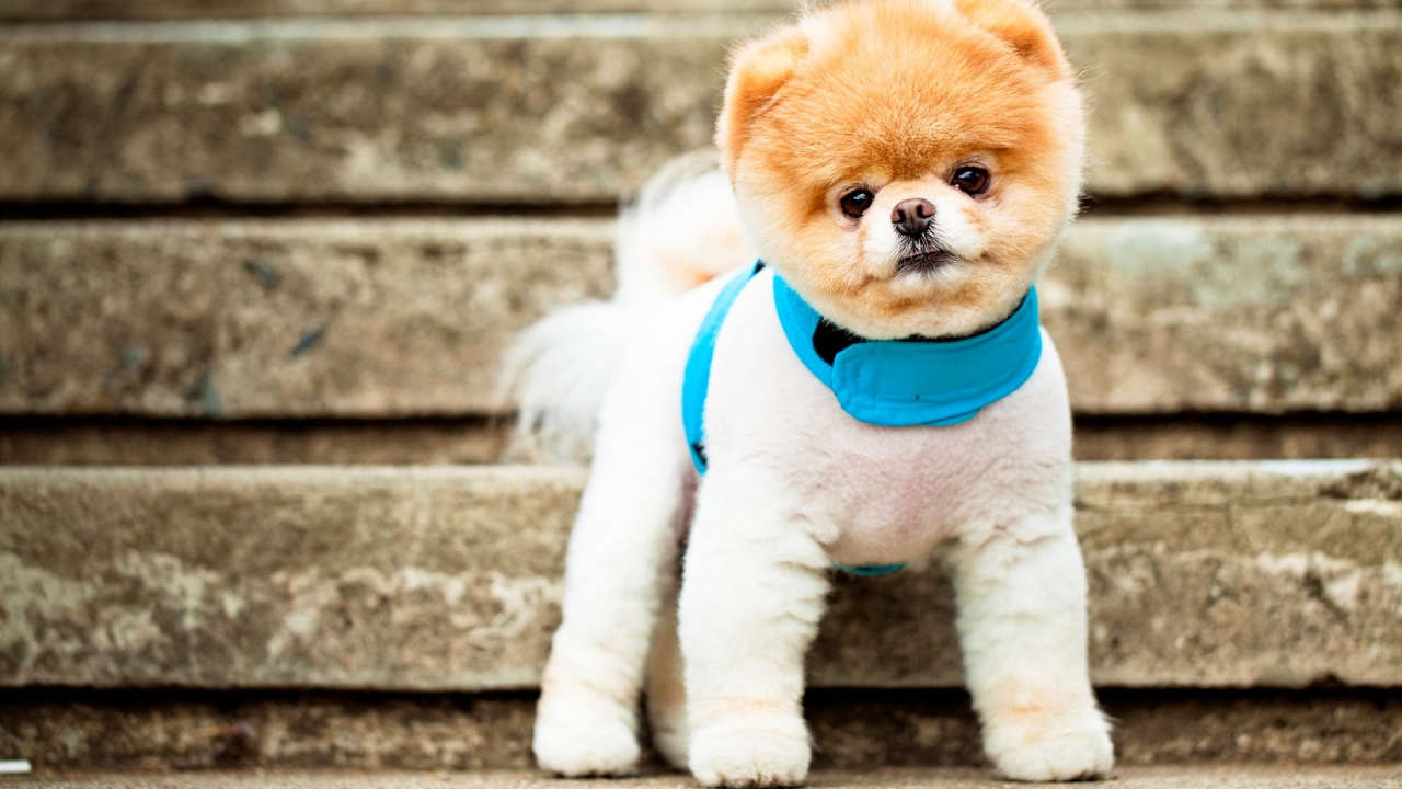 Pomeranian Puppy for 1280 x 720 HDTV 720p resolution