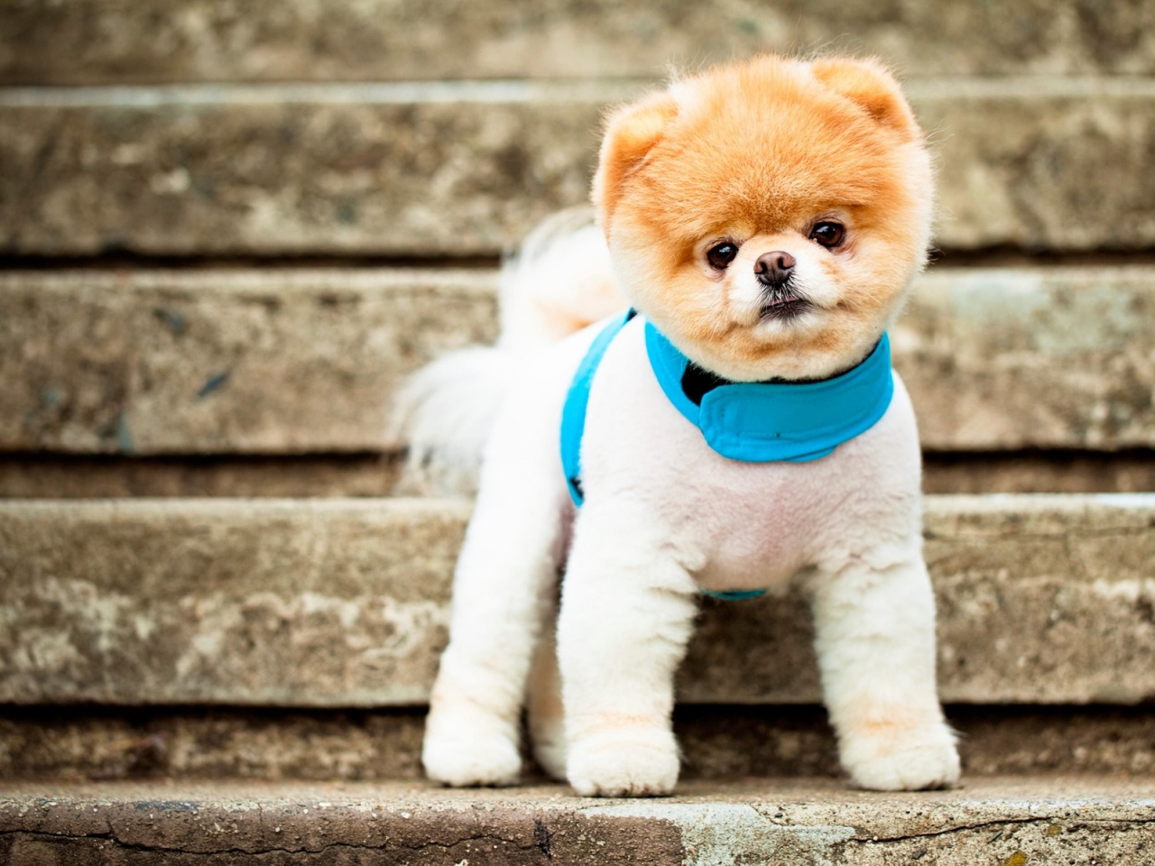 Pomeranian Puppy for 1280 x 960 resolution