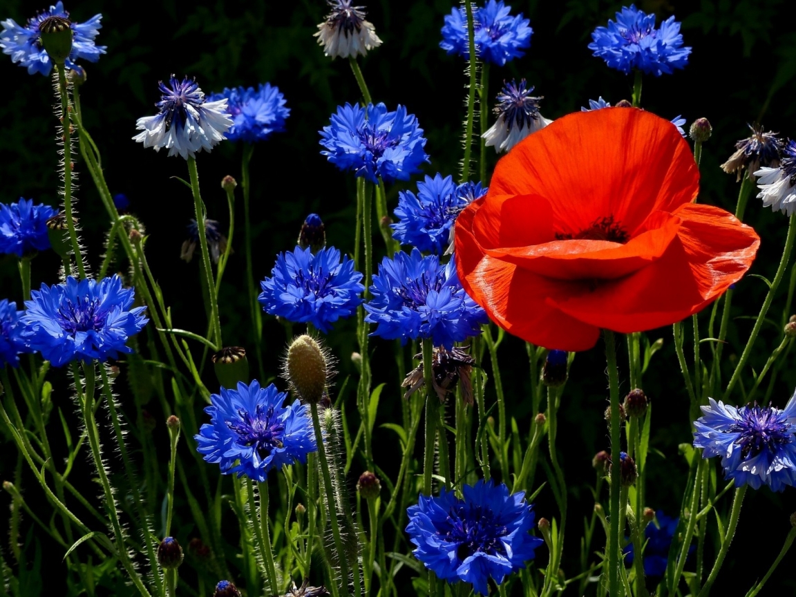 Poppies and Cornflowers for 1152 x 864 resolution