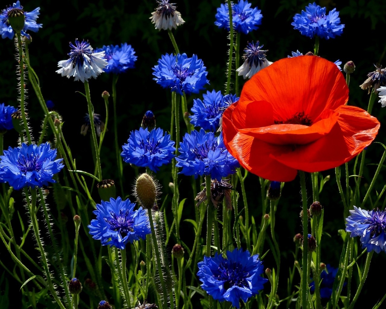 Poppies and Cornflowers for 1280 x 1024 resolution