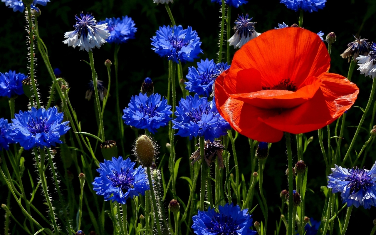 Poppies and Cornflowers for 1280 x 800 widescreen resolution