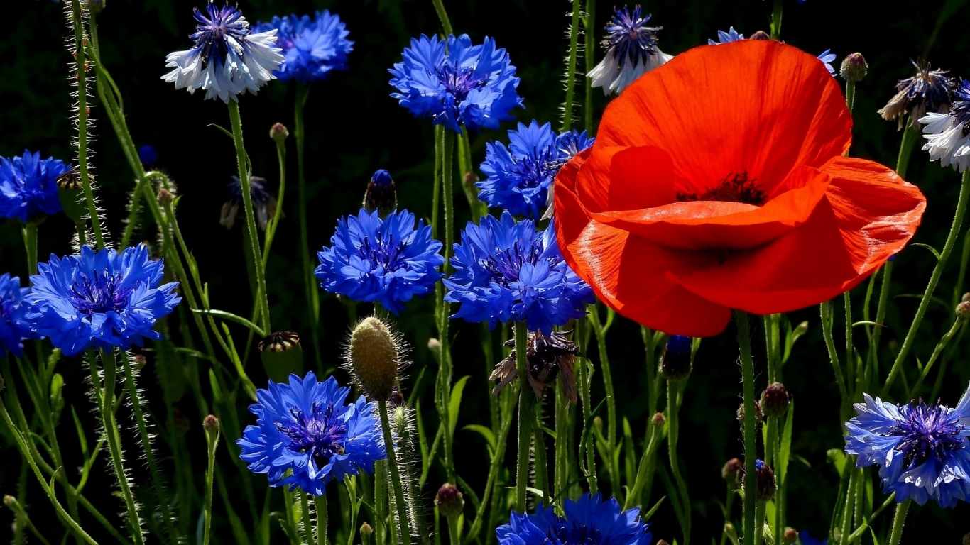Poppies and Cornflowers for 1366 x 768 HDTV resolution