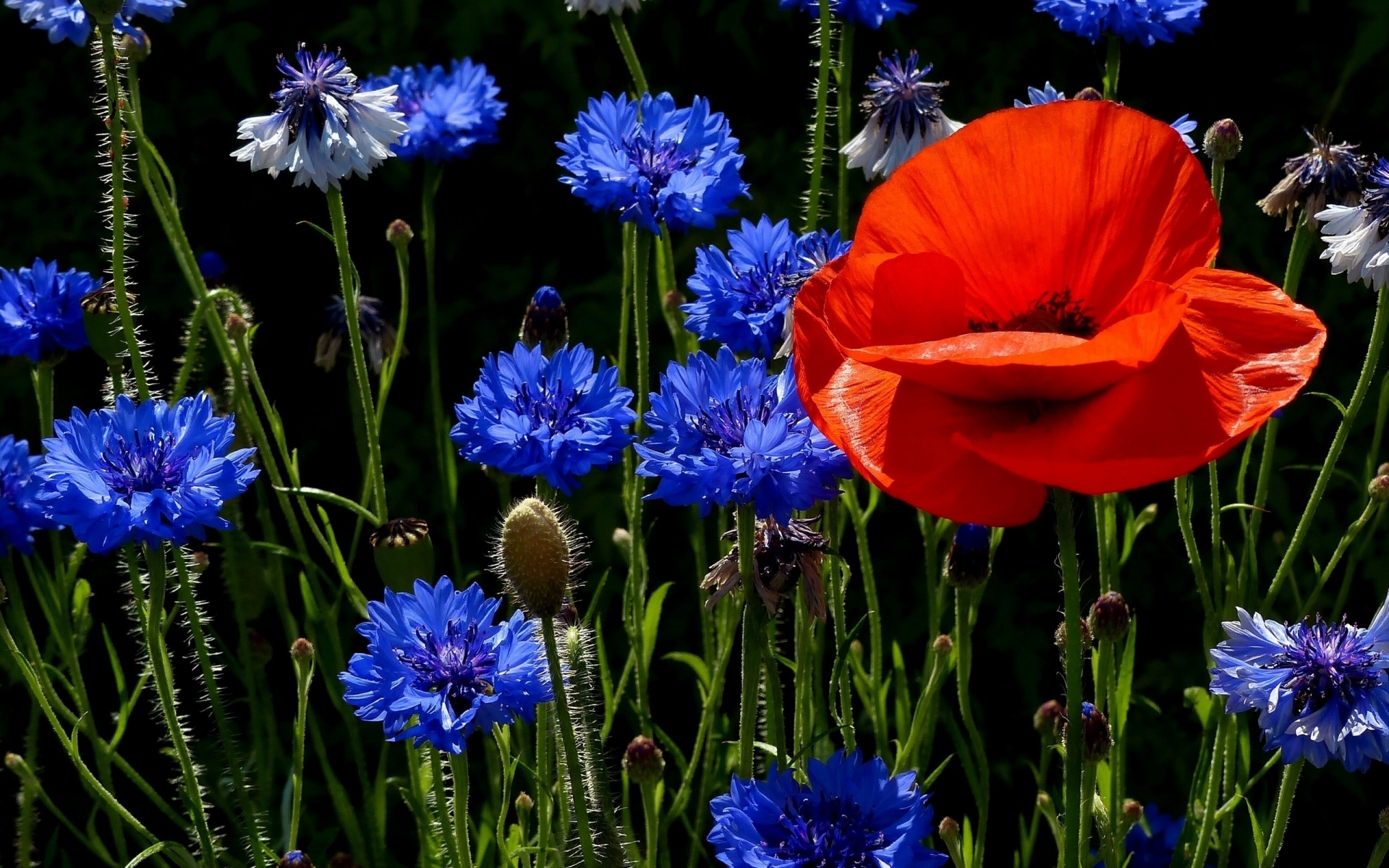 Poppies and Cornflowers for 1920 x 1200 widescreen resolution