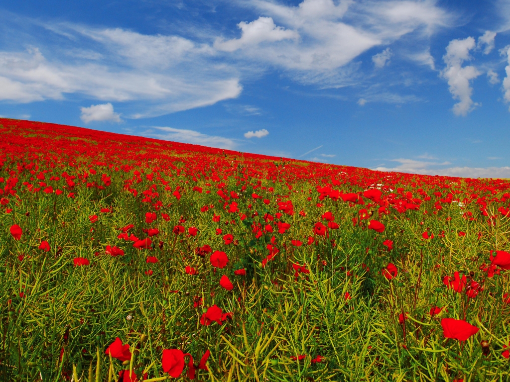 Poppies Field for 1024 x 768 resolution