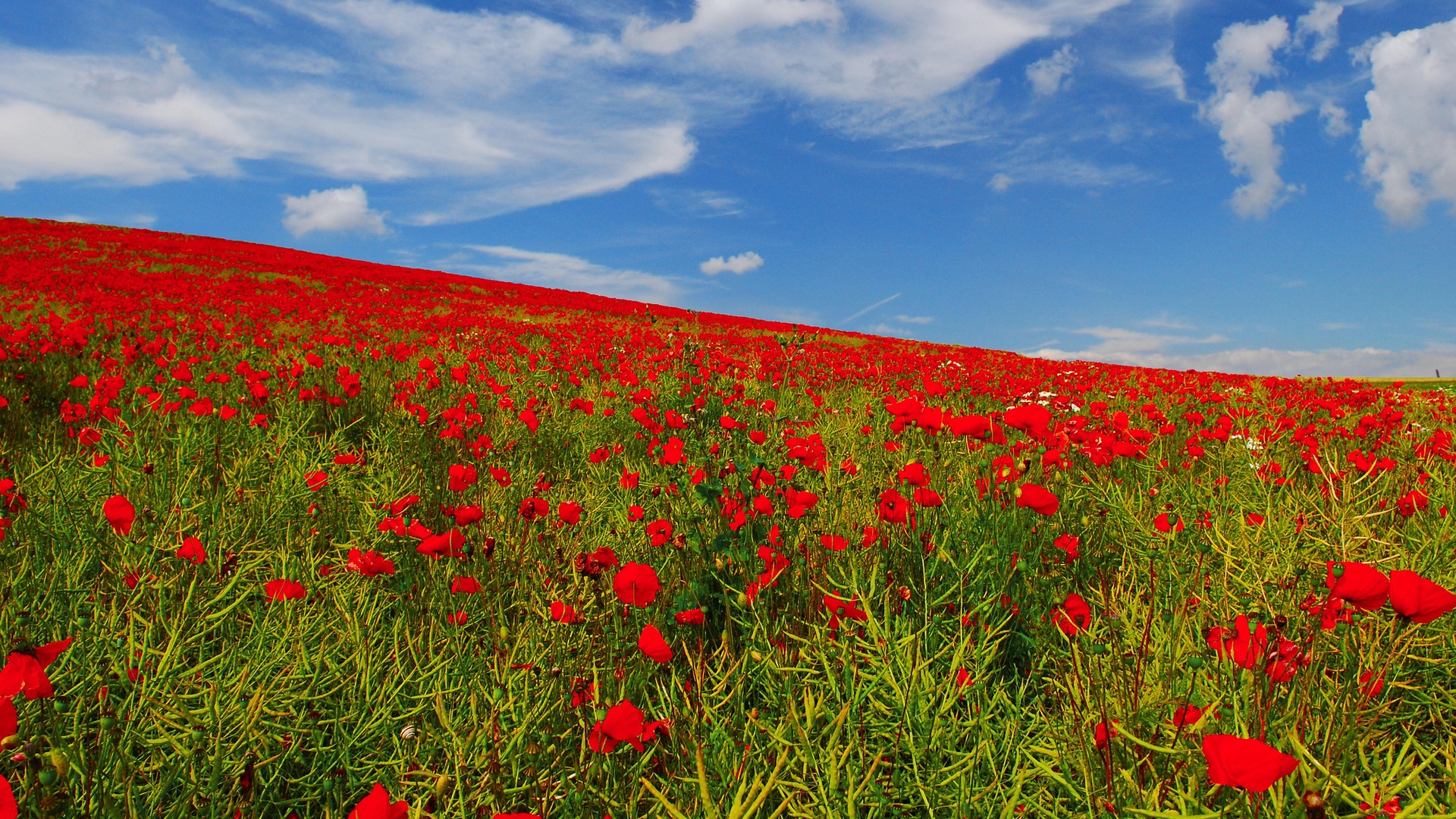 Poppies Field for 1920 x 1080 HDTV 1080p resolution