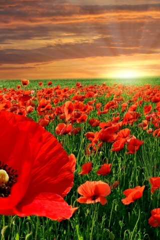 Poppy Field for 320 x 480 iPhone resolution