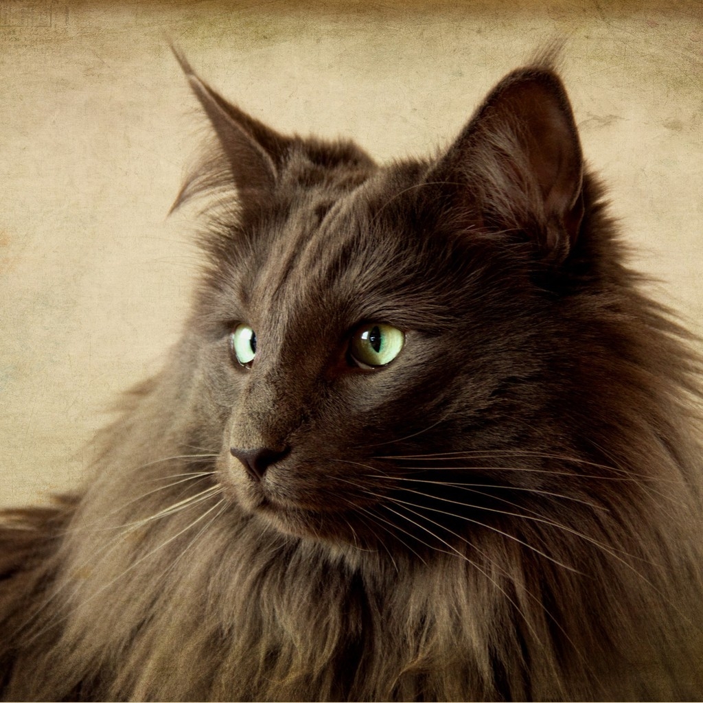 Portrait of Black Nebelung Cat for 1024 x 1024 iPad resolution