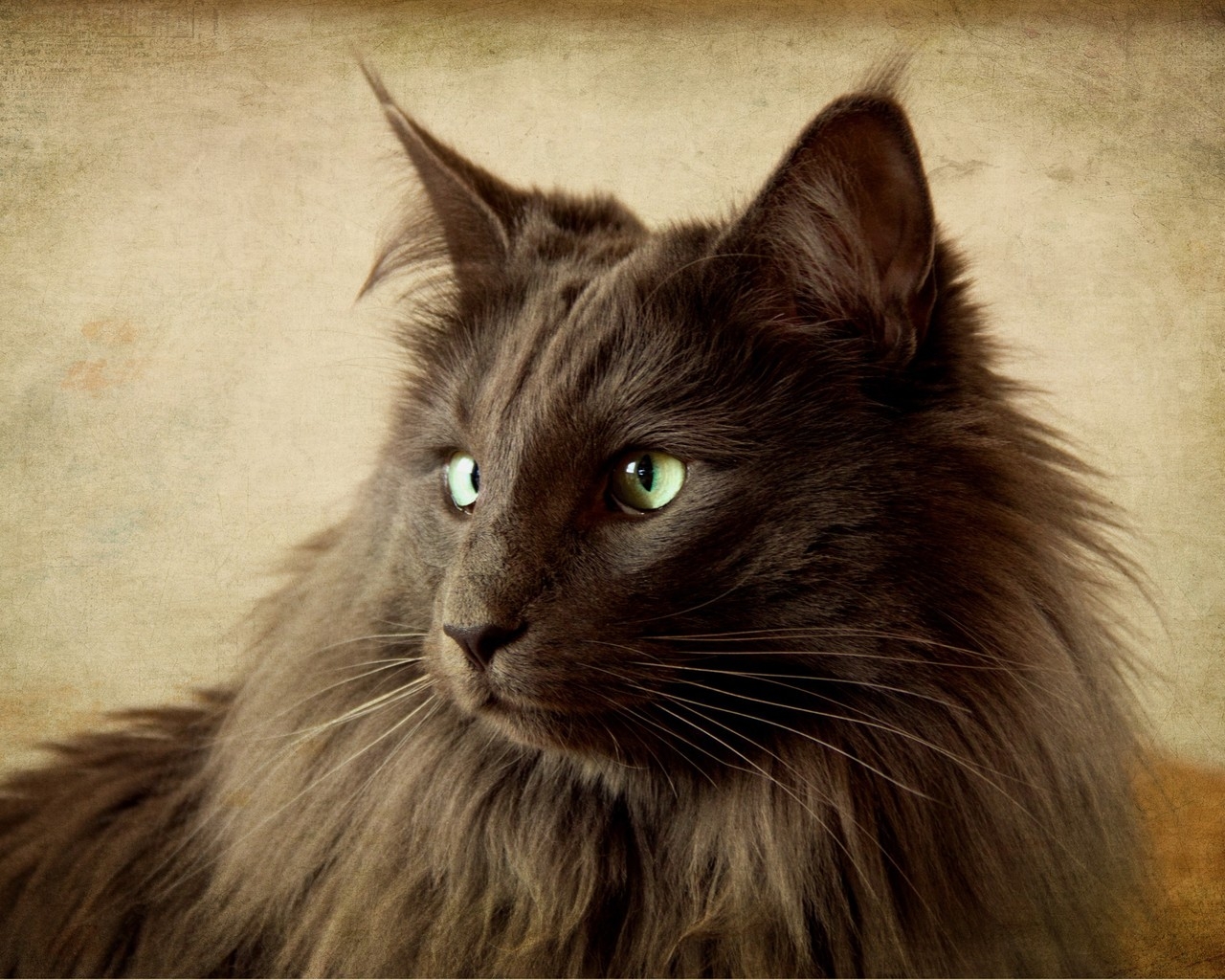 Portrait of Black Nebelung Cat for 1280 x 1024 resolution
