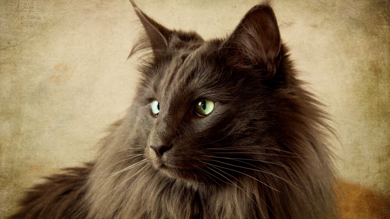 Portrait of Black Nebelung Cat for 1366 x 768 HDTV resolution