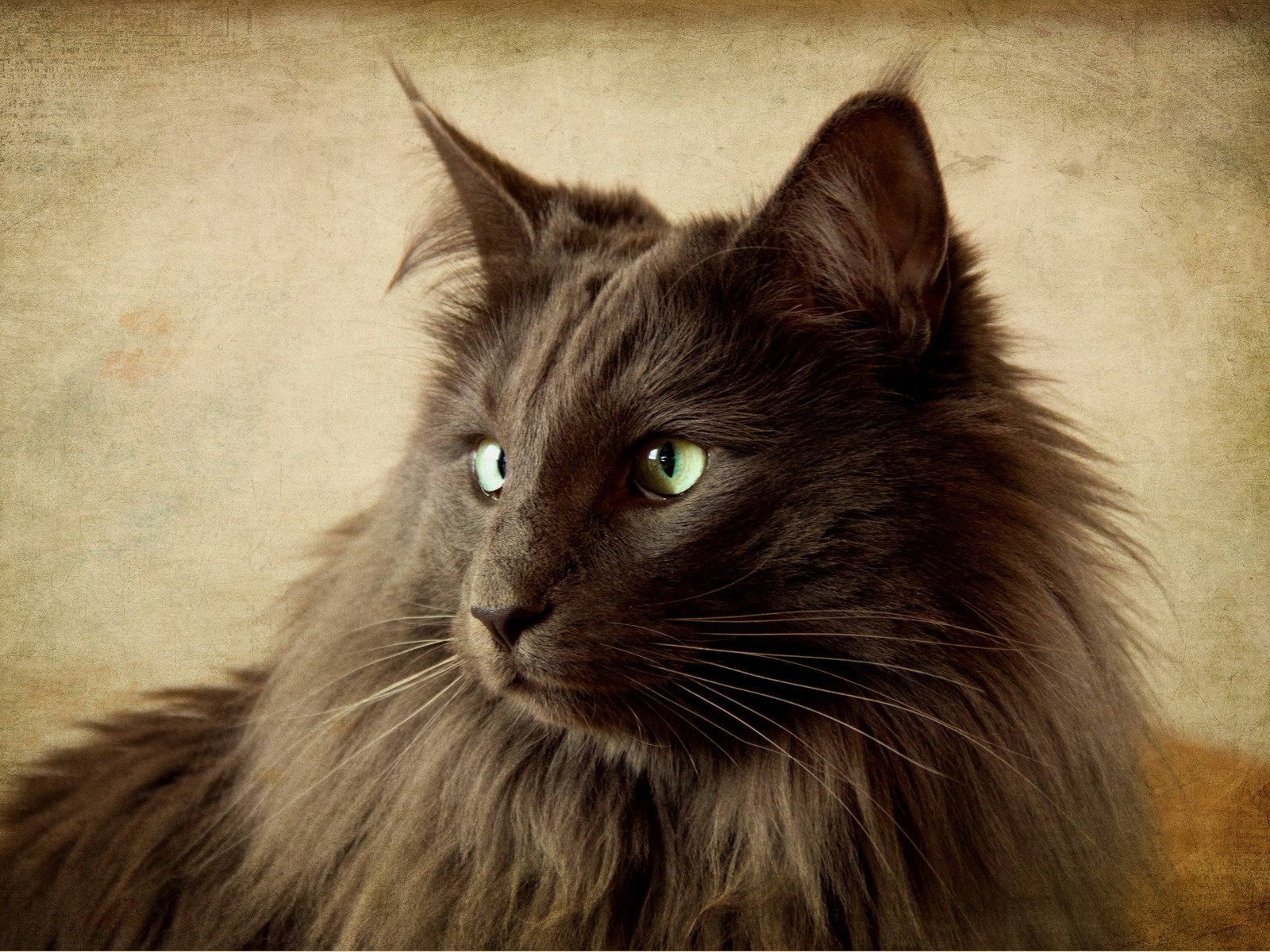 Portrait of Black Nebelung Cat for 1600 x 1200 resolution