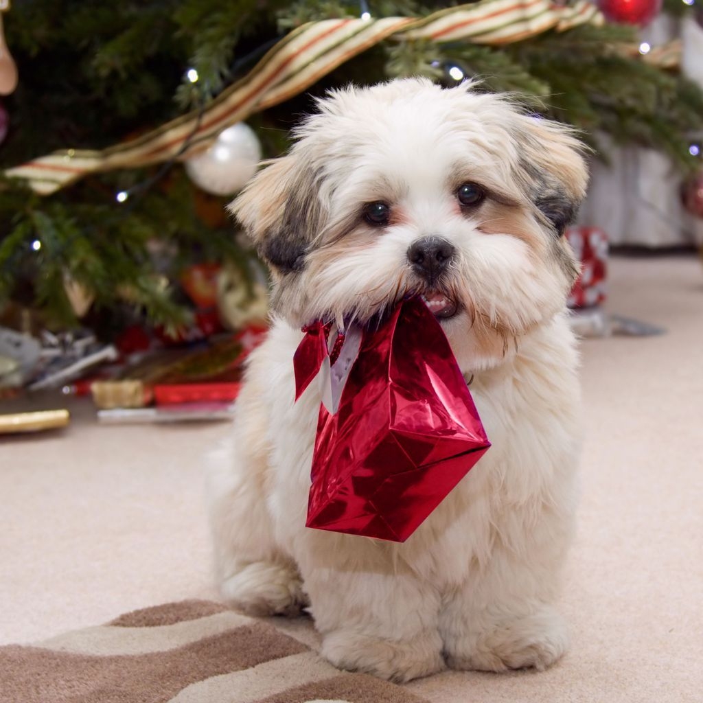 Puppy Ready for Christmas for 1024 x 1024 iPad resolution
