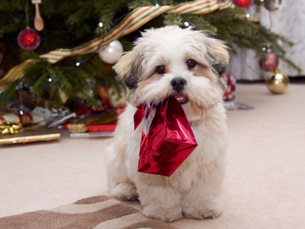 Puppy Ready for Christmas for 1280 x 960 resolution