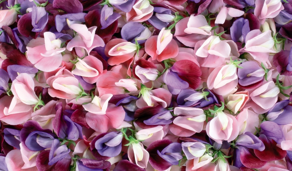 Purple and pink flowers for 1024 x 600 widescreen resolution
