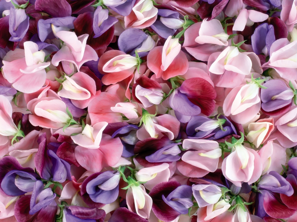 Purple and pink flowers for 1152 x 864 resolution