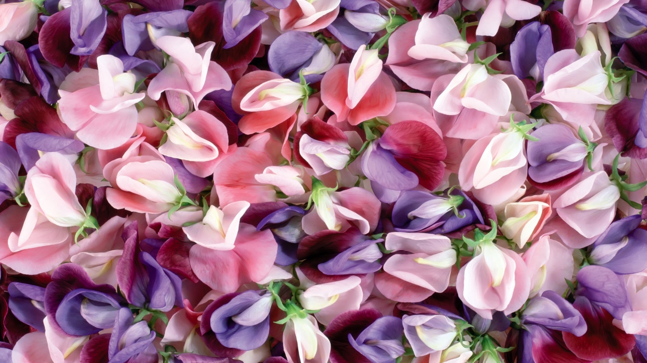 Purple and pink flowers for 1280 x 720 HDTV 720p resolution