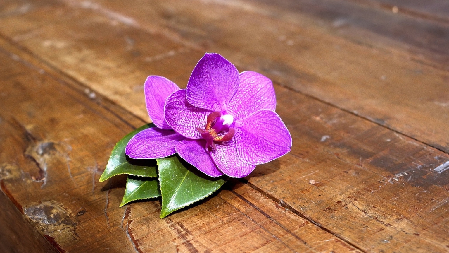 Purple Orchid for 1536 x 864 HDTV resolution