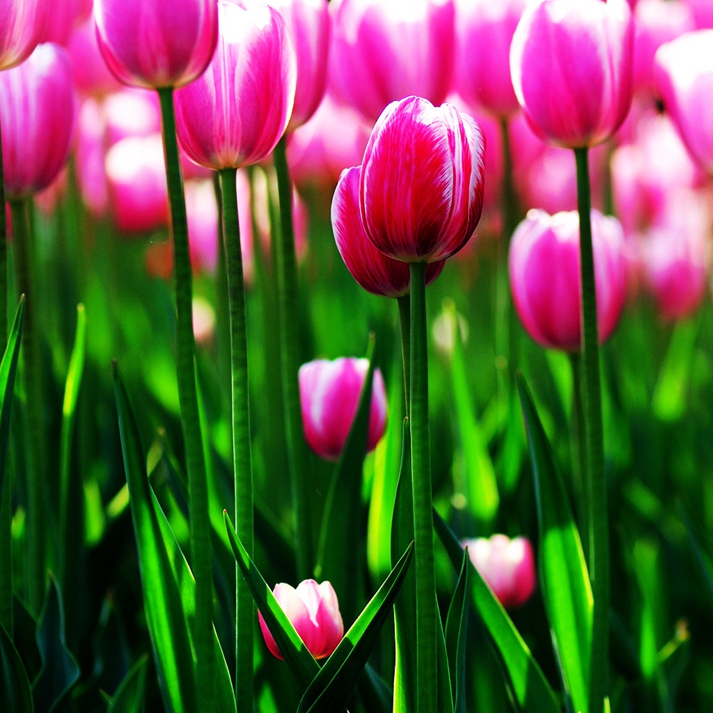 Purple Tulips Field for 1024 x 1024 iPad resolution