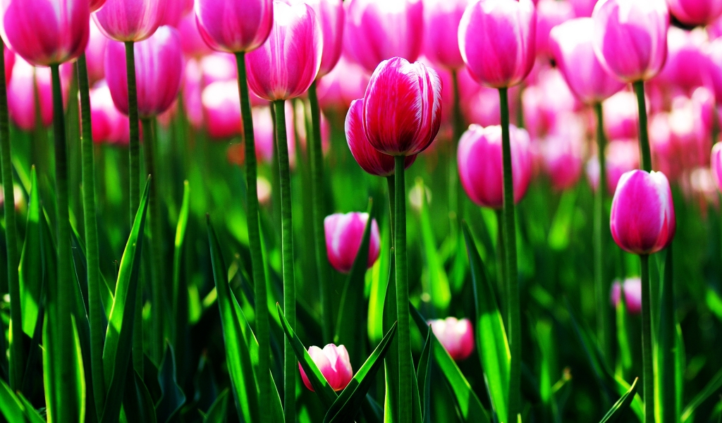Purple Tulips Field for 1024 x 600 widescreen resolution
