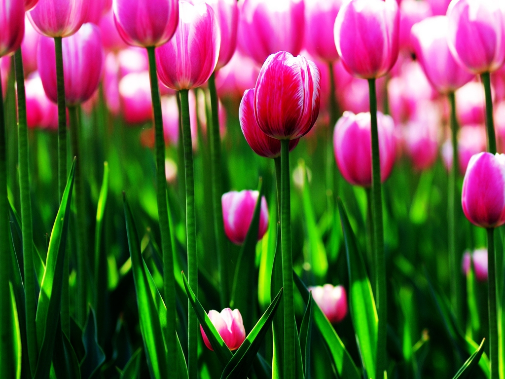 Purple Tulips Field for 1024 x 768 resolution