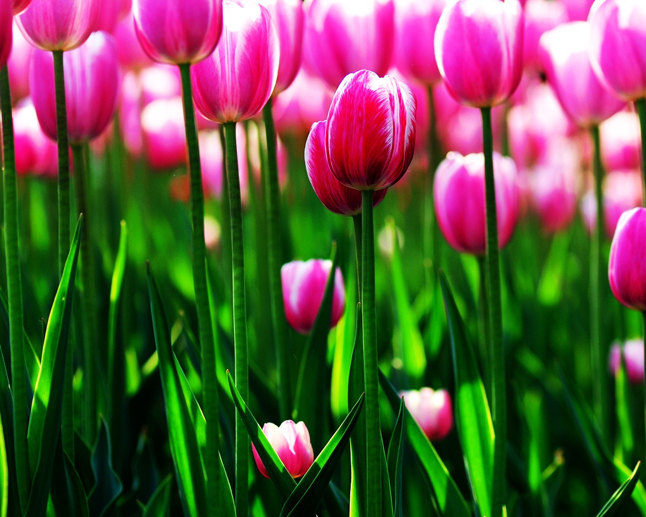 Purple Tulips Field for 1280 x 1024 resolution