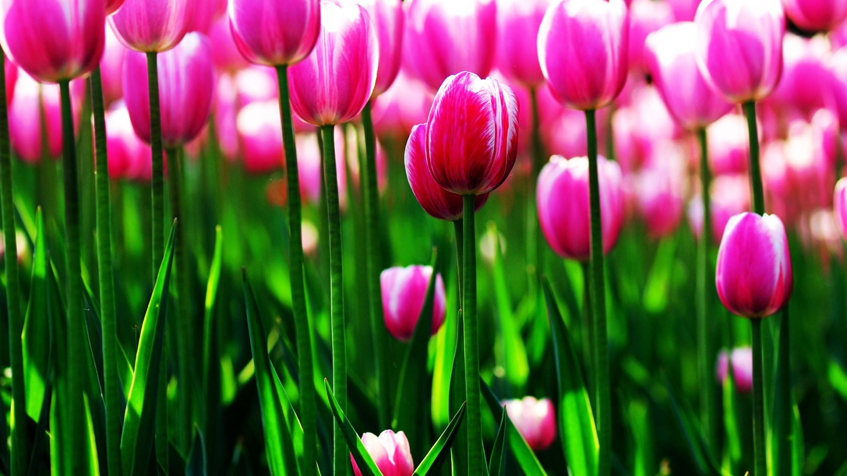 Purple Tulips Field for 1680 x 945 HDTV resolution