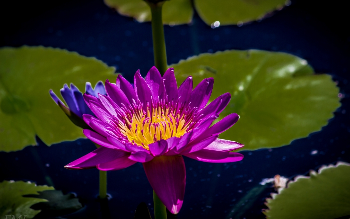 Purple Water Lily for 1440 x 900 widescreen resolution