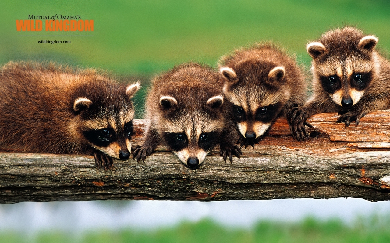 Racoons for 1280 x 800 widescreen resolution