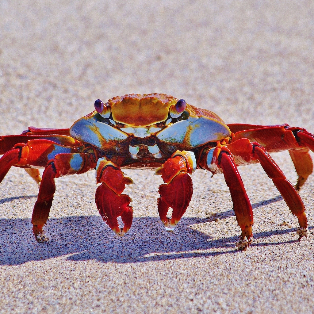 Red Crab for 1024 x 1024 iPad resolution