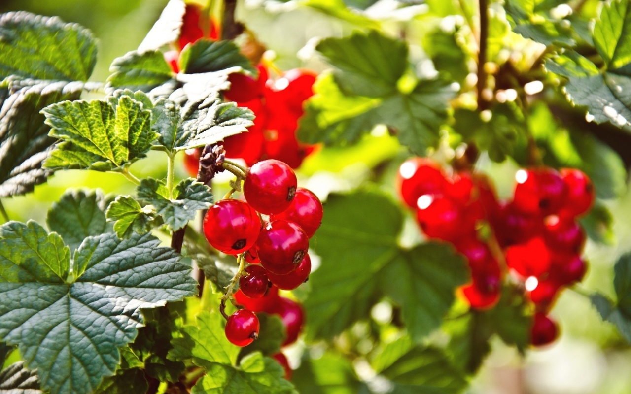 Red Currants for 1280 x 800 widescreen resolution