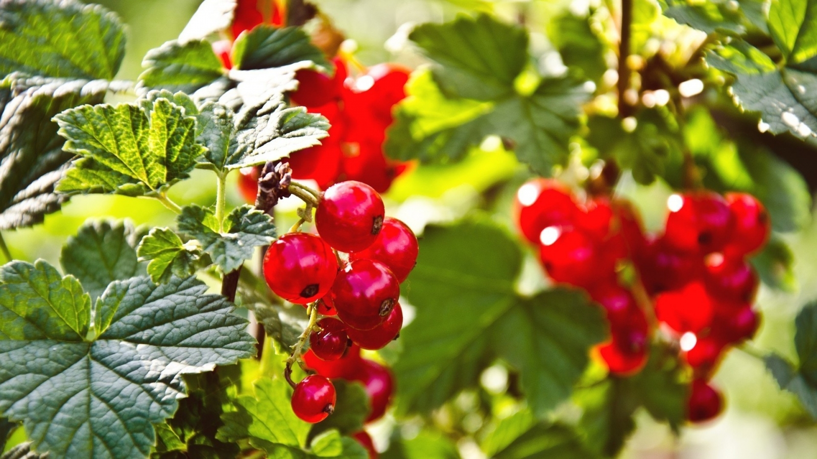 Red Currants for 1600 x 900 HDTV resolution
