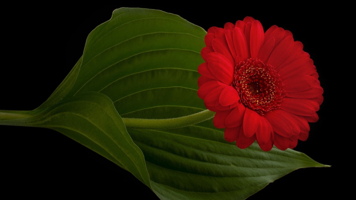 Red Gerbera for 1366 x 768 HDTV resolution