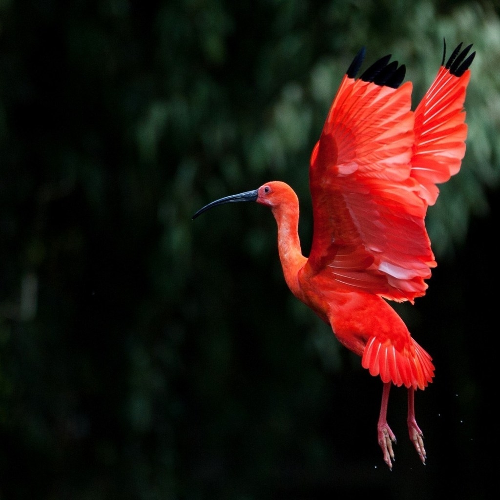 Red Ibis bird Flying for 1024 x 1024 iPad resolution