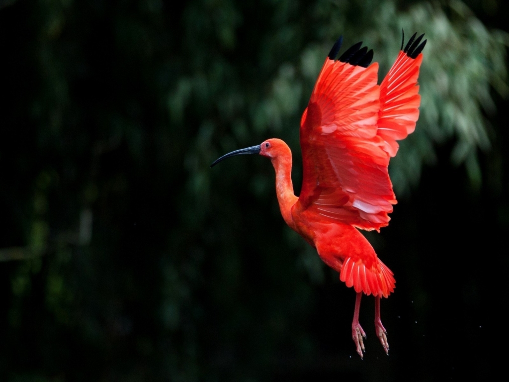 Red Ibis bird Flying for 1024 x 768 resolution