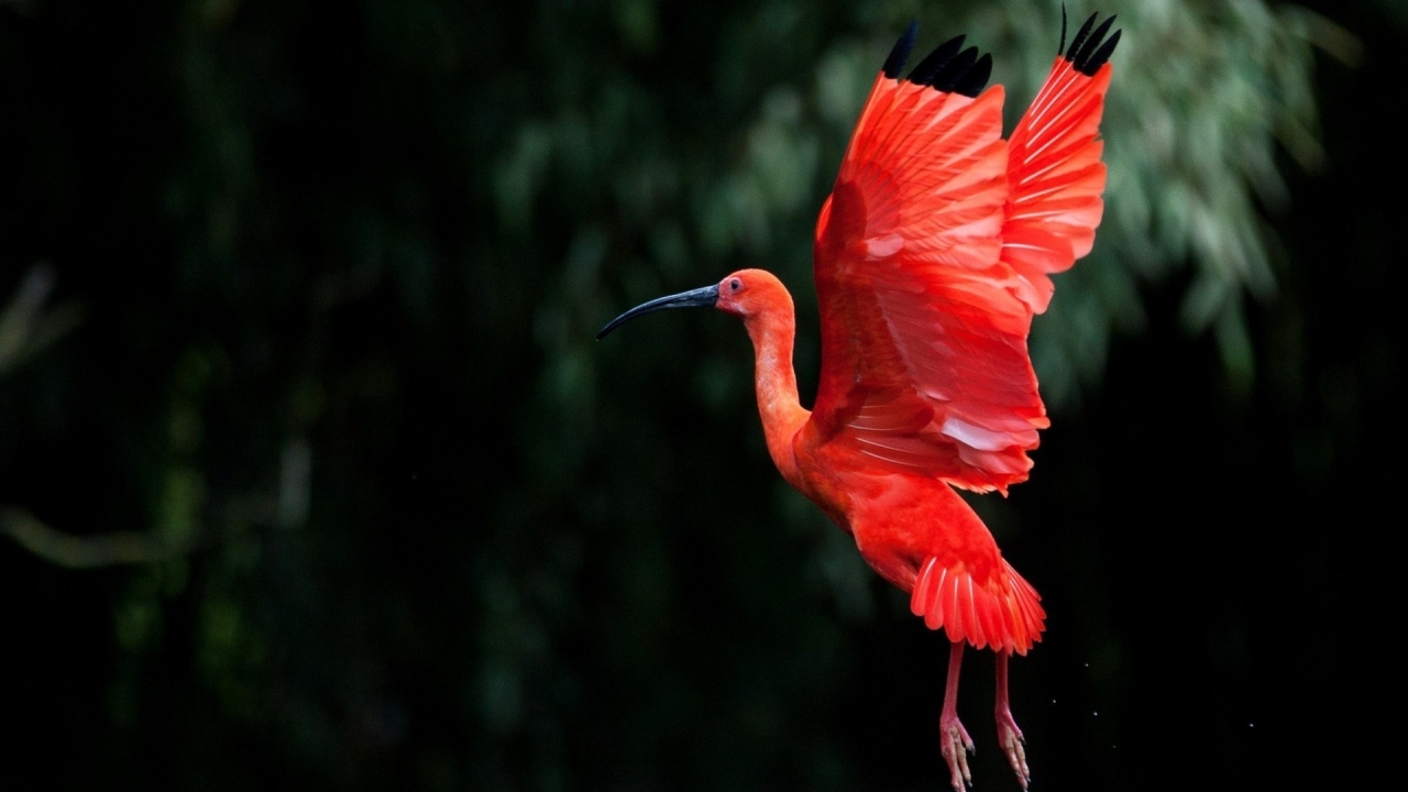 Red Ibis bird Flying for 1280 x 720 HDTV 720p resolution