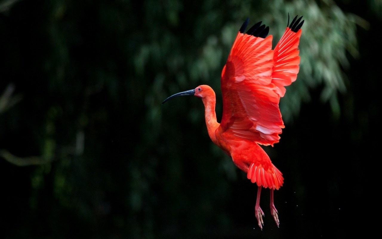 Red Ibis bird Flying for 1280 x 800 widescreen resolution