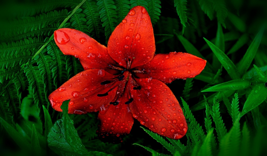 Red Lily Flower for 1024 x 600 widescreen resolution