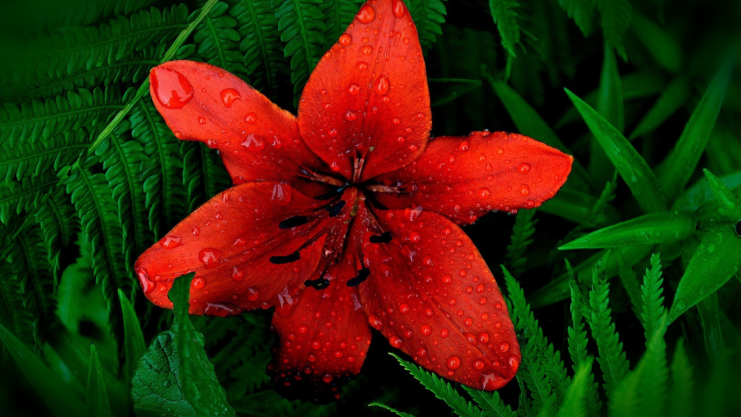 Red Lily Flower for 2560x1440 HDTV resolution