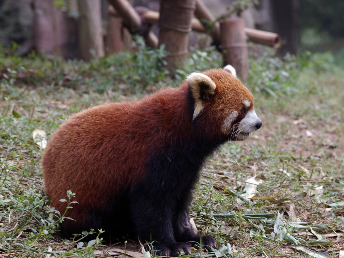 Red Panda for 1152 x 864 resolution