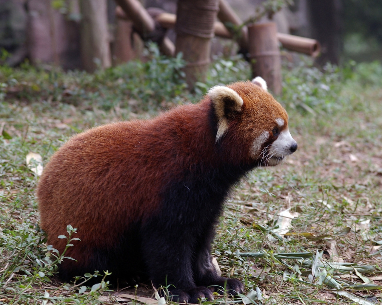 Red Panda for 1280 x 1024 resolution