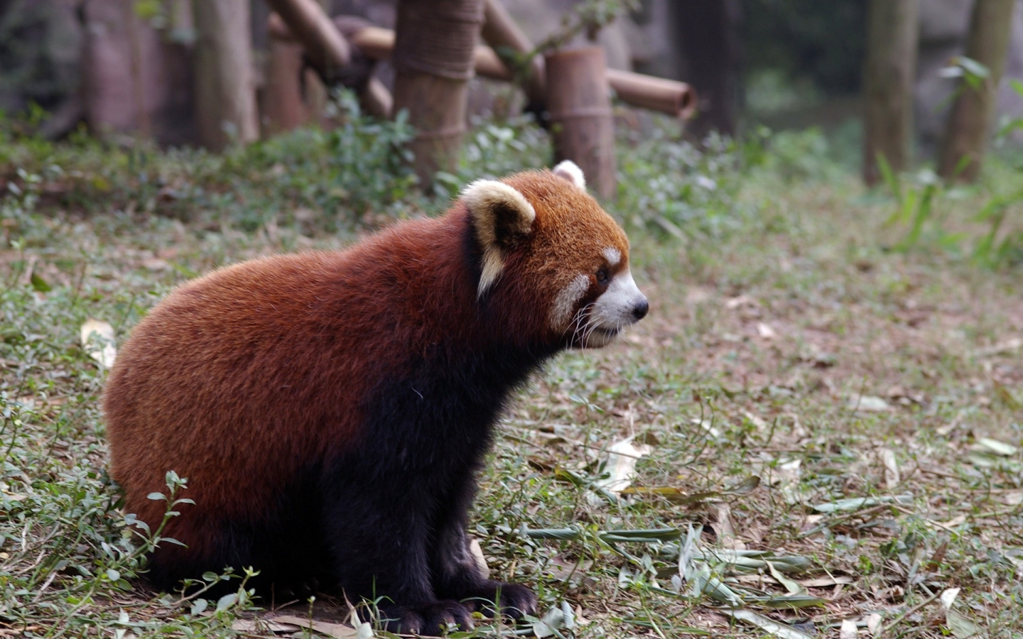 Red Panda for 1440 x 900 widescreen resolution