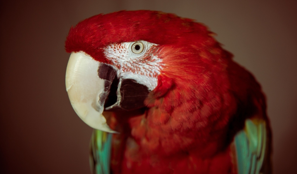 Red Parrot for 1024 x 600 widescreen resolution