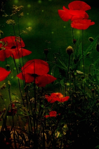 Red Poppies for 320 x 480 iPhone resolution