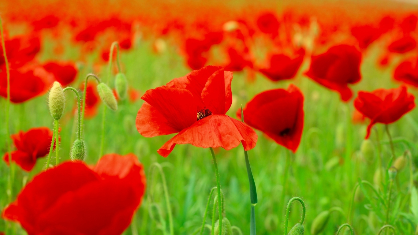 Red Poppies Field  for 1366 x 768 HDTV resolution
