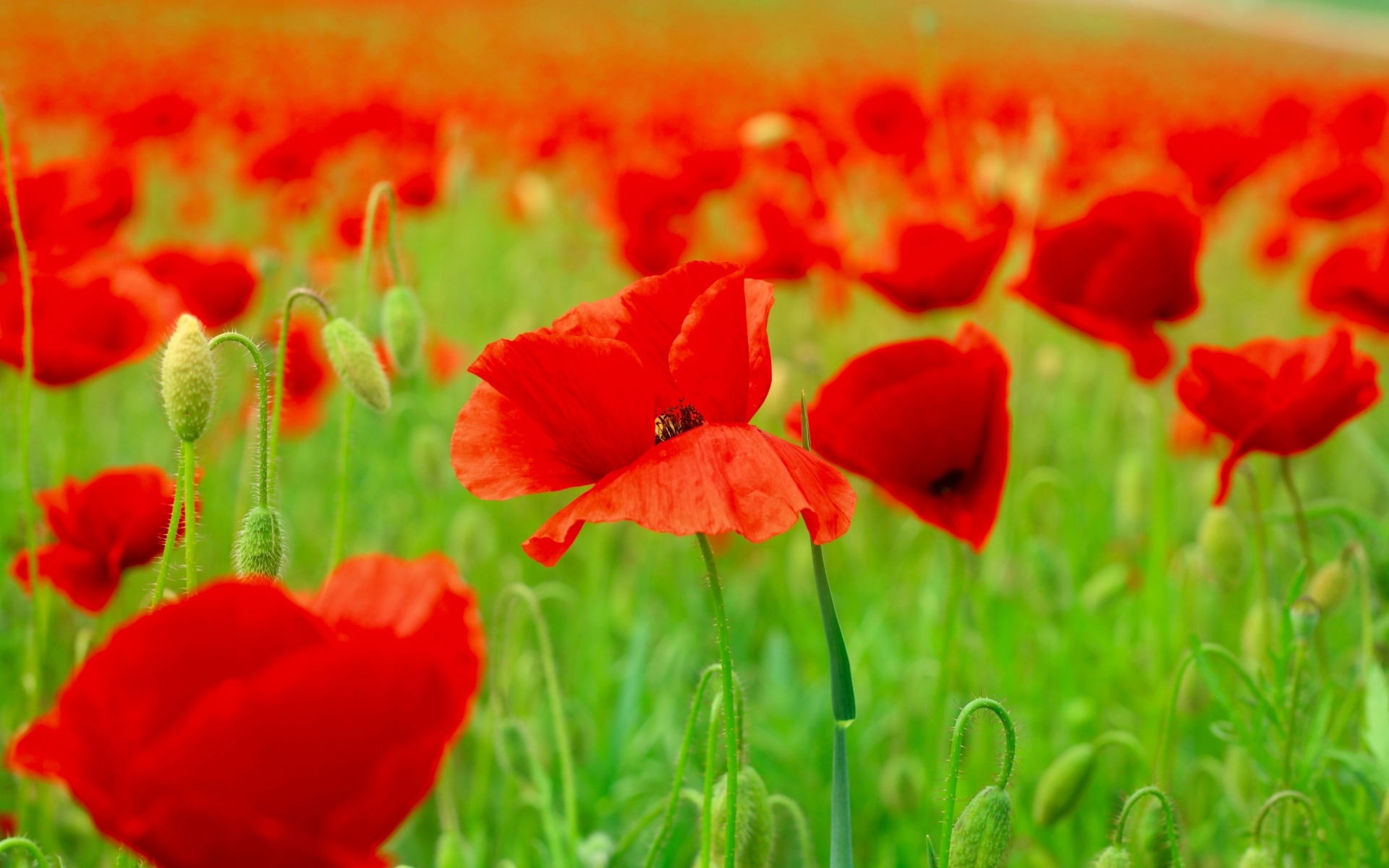 Red Poppies Field  for 1920 x 1200 widescreen resolution