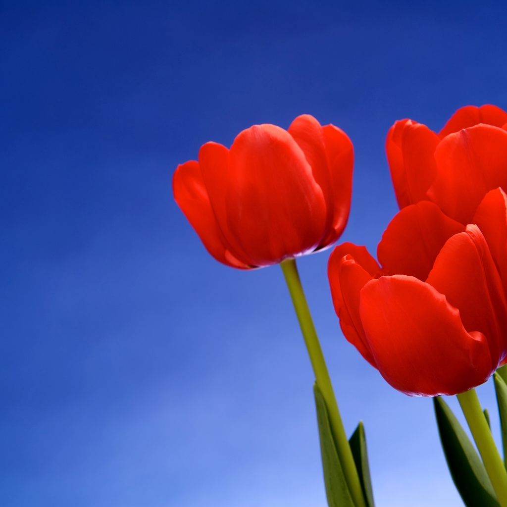 Red Tulips for 1024 x 1024 iPad resolution