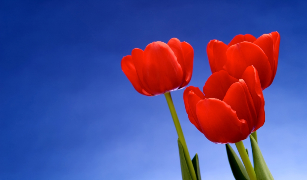 Red Tulips for 1024 x 600 widescreen resolution