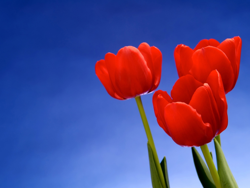 Red Tulips for 1024 x 768 resolution
